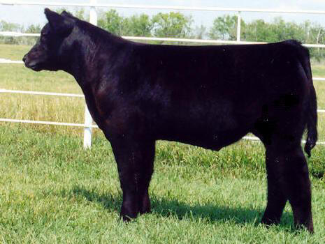 Steer
